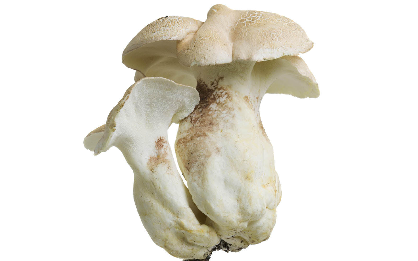 Mushrooms: Magic Benefits for Skin
